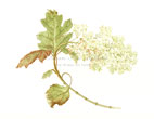 Hydrangea quercifolia, 2010
