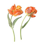 Two Parrot Tulips, 2007
