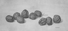 Eight Walnuts, 2010