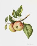 Apple I, 2008