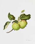Apple II, 2008