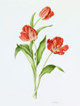 Parrot Tulips