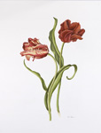 Parrot Tulips