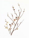 Witch Hazel and Pussy Willows, 2010