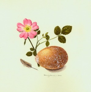Beverly Duncan Ashfield Composition-Early Summer (Rosa Eglanteria, Barred Rock Egg & Feather), 2002 7 x 7 inches $700