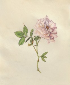 Esther Klahne Tea Rose watercolor on vellum