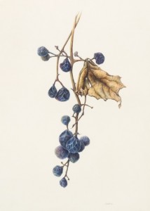 "Riverbank Grapes", 2015 Watercolor on Kelmscott vellum, 13 x 7 inches