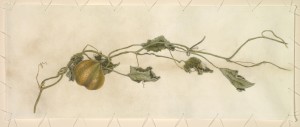Carol Woodin Volunteer Squash watercolor on vellum attached with linen string 11 x 27.5, $5,800