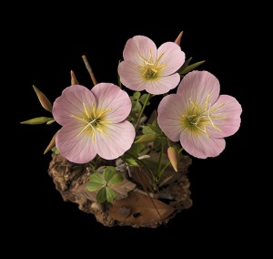 Evening Primrose (detail)