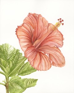 Jeanne Reiner Hibiscus, 2014 Watercolor on paper
