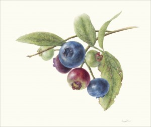 Scanlon_Heirloon Blueberry Branch #1