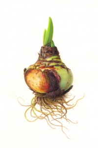 Karen Kluglein Ferrari (amaryllis bulb), 2016 watercolor on vellum