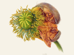 Observations in Nature: Connie Scanlon