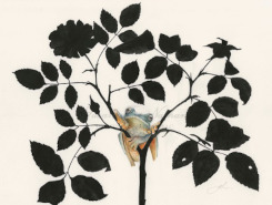 Observations in Nature: Gertrude Hamilton.