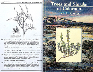 Trees and Shrubs, book and my illustration on p.124