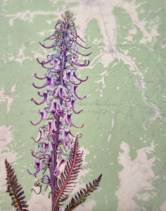 Pedicularis groenlandica, Silvery Lupine, 14x11 inches, 2023 colored pencil on Mylar® with vintage USGS map of subject location