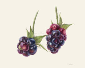 Two Blackberries