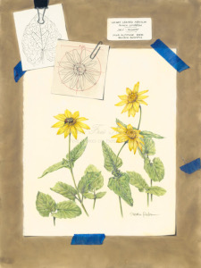 Arnica cordifolia, Heartleaf Arnica, 24x18 inches, 2014, colored pencil and pastel on Mylar®
