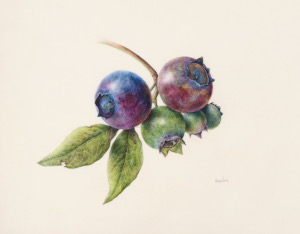 Heirloom Blueberries x 5 magnification