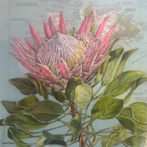 Protea, Maui, Hawaii, 10X10 inches, 2023, colored pencil on Mylar® with map of plant location