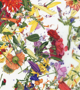 Freefall, 12X12 inches, 2019, colored pencil on Mylar®