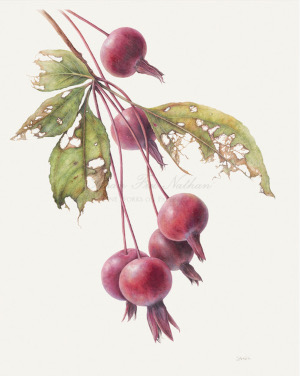 Cranapples x 6 magnification