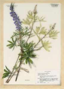 Lupinus argenteus, 16x12 inches, 2017, colored pencil on Mylar®