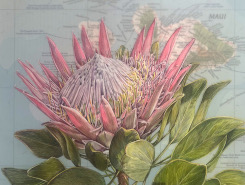 Observations in Nature: Susan Rubin.