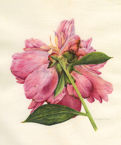 Contemporary Botanical Art - Susan Frei Nathan Fine Works on Paper ...