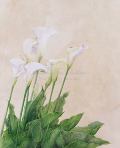 Works by Kelly Leahy Radding