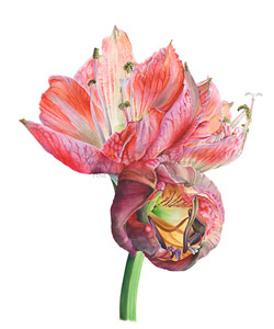 Works by Victoria Braithwaite