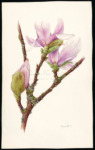 Magnolia Branch with Lichen, 2023