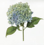 A Blue Hydrangea in August, 2024