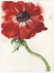 Study of Red Anemone, 2024