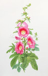 Hollyhock, 2009