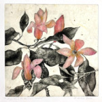 Magnolia x Brooklynensis “Evamaria”, 2022