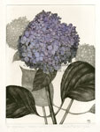 Hydrangea 'Endless Summer'