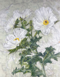 BPrickly Poppy (Native Poppy of Colorado), 2025